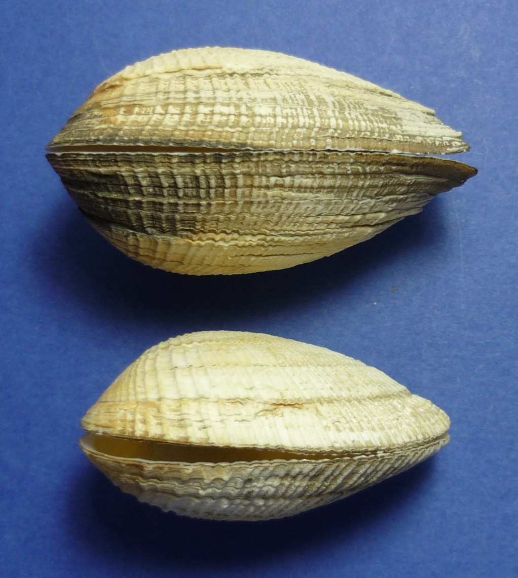 Eastonia rugosa